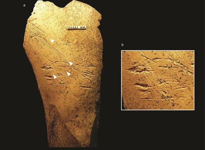 Phát hiện công cụ 500.000 năm tuổi bằng xương ngựa