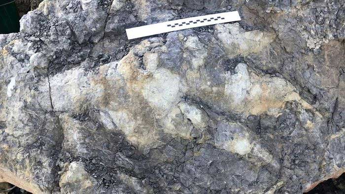 Phát hiện dấu chân khủng long 166 triệu năm tuổi ở Anh
