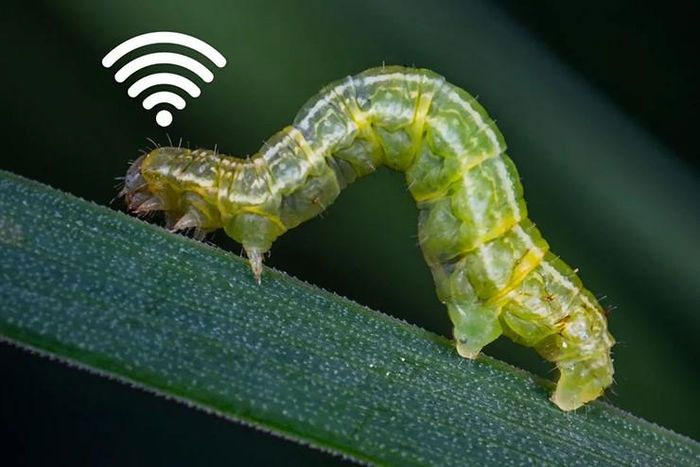 Phát hiện độc, lạ: Sâu cũng có mạng Wi-Fi để liên lạc từ xa