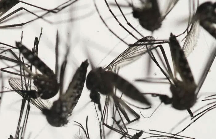 Phát hiện đột phá về cơ chế muỗi chọn nạn nhân để hút máu