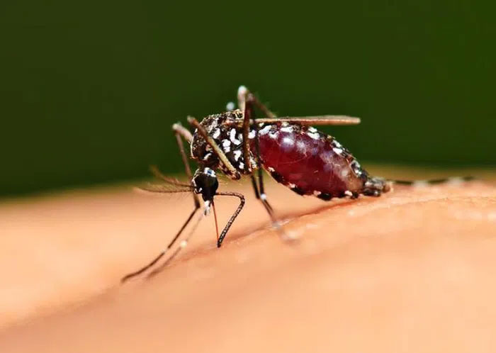 Phát hiện đột phá về cơ chế muỗi chọn nạn nhân để hút máu