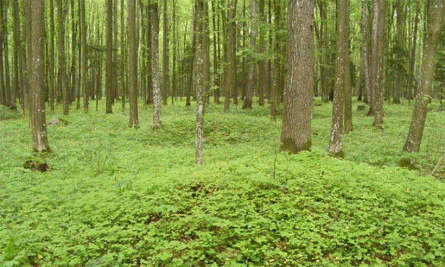 Phát hiện gần 1.000 di tích cổ trong rừng nguyên sinh