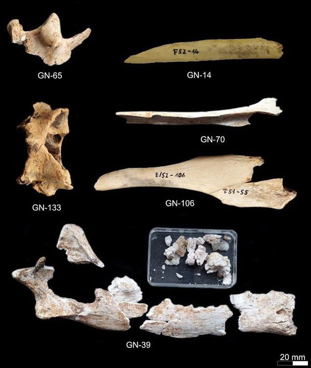 Phát hiện hài cốt sói biến hình 16.000 năm trong hang động ở Đức