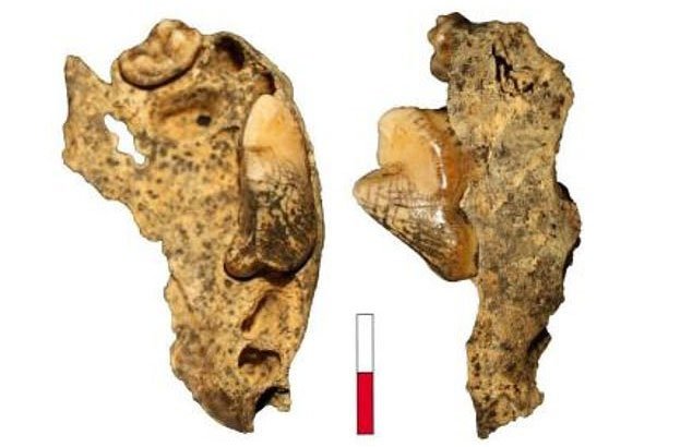 Phát hiện hài cốt sói biến hình 16.000 năm trong hang động ở Đức