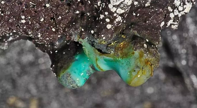 Phát hiện hàng chục loài chưa từng thấy trên Trái đất ở hang động Hawaii