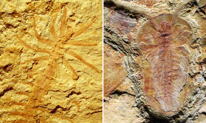 Phát hiện hàng trăm hóa thạch nửa tỷ năm tuổi ở Trung Quốc