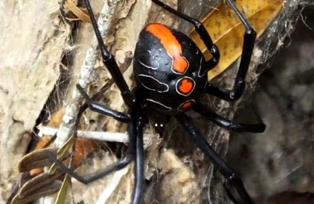 Phát hiện họ hàng mới của nhện Góa phụ đen có kích thước khổng lồ
