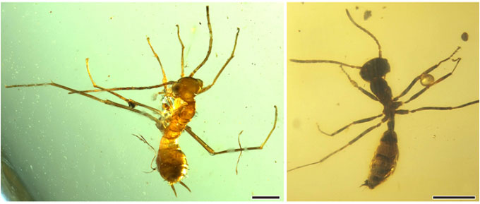 Phát hiện hổ phách 100 triệu năm chứa côn trùng giả kiến