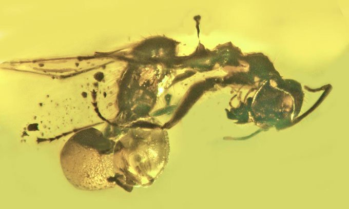 Phát hiện hổ phách kiến chết kẹt cùng nấm ký sinh 50 triệu năm