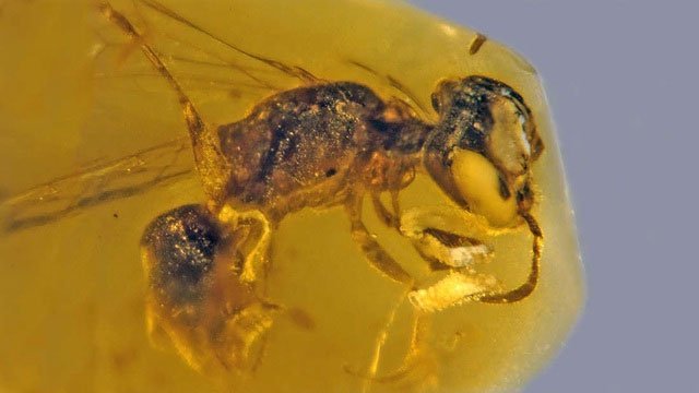 Phát hiện hổ phách loài ong nguyên thủy lâu đời nhất với phấn hoa
