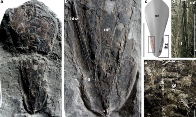 Phát hiện hóa thạch 30 triệu năm của mực ma cà rồng