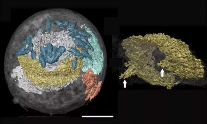 Phát hiện hóa thạch 3D não giun 500 triệu năm