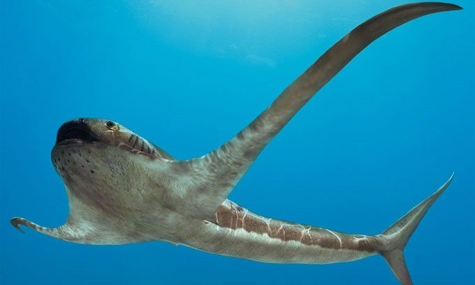 Phát hiện hóa thạch 93 triệu năm của cá mập có cánh