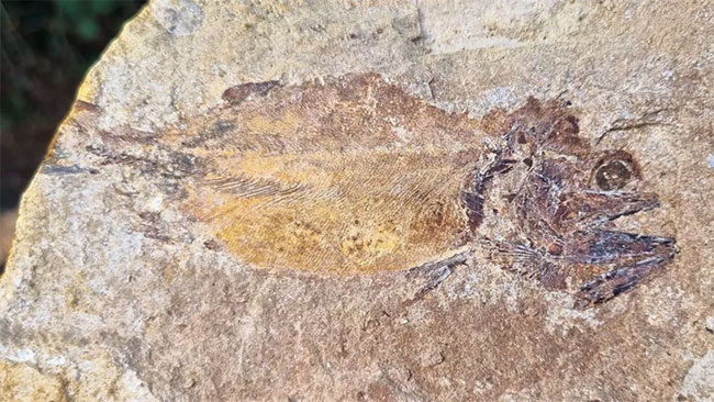 Phát hiện hóa thạch cá kỷ Jura được bảo tồn hoàn hảo