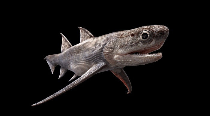 Phát hiện hóa thạch cá ở Trung Quốc giống với loài vô cùng nguy hiểm thời cổ đại