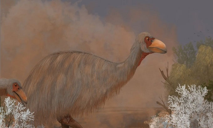 Phát hiện hóa thạch chim sấm cổ đại nặng hơn 2 tạ
