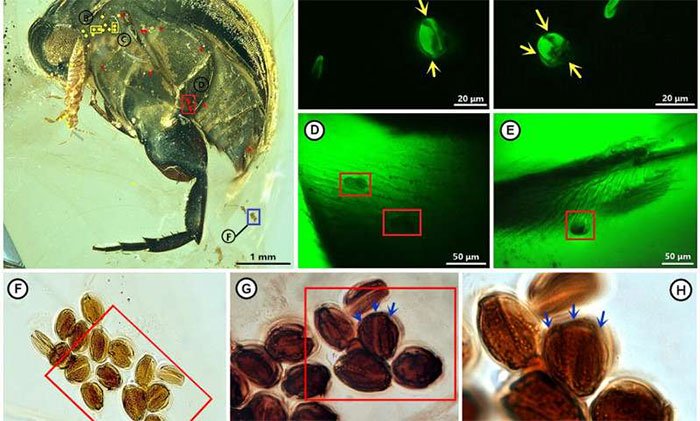 Phát hiện hóa thạch côn trùng thụ phấn sớm nhất