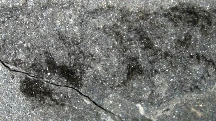 Phát hiện hóa thạch của sinh hoàn toàn mới trong mỏ đá xứ Wales