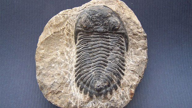 Phát hiện hóa thạch dị thường 500 triệu năm tuổi của loài bọ ba thùy