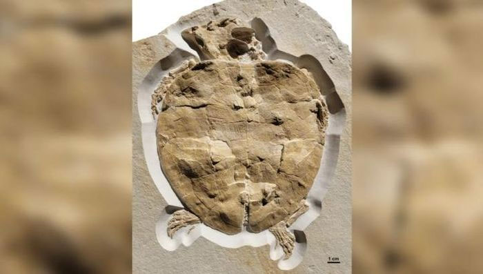 Phát hiện hóa thạch gần như nguyên vẹn của rùa biển từ kỷ Jura