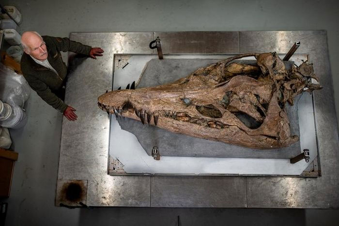Phát hiện hóa thạch hộp sọ khổng lồ của loài quái vật biển hung dữ nhất kỷ Jura