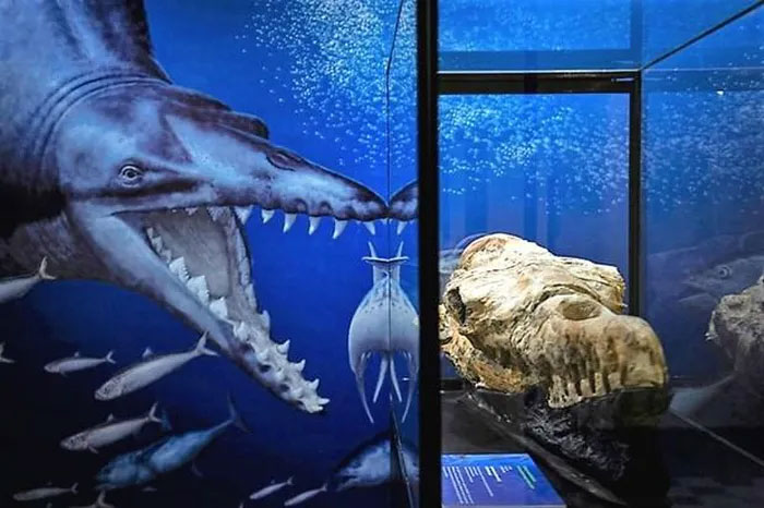 Phát hiện hóa thạch loài cá voi 36 triệu năm tuổi ở hoang mạc Peru