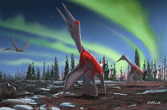 Phát hiện hoá thạch loài động vật biết bay lớn nhất từng sống trên Trái đất