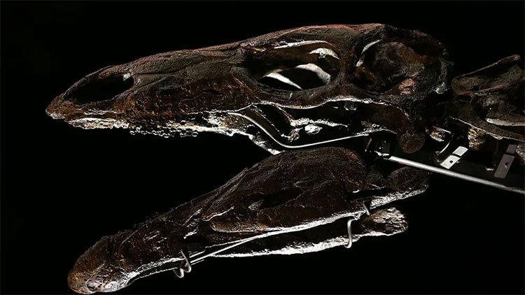 Phát hiện hoá thạch loài khủng long vây kiếm lâu đời nhất thế giới