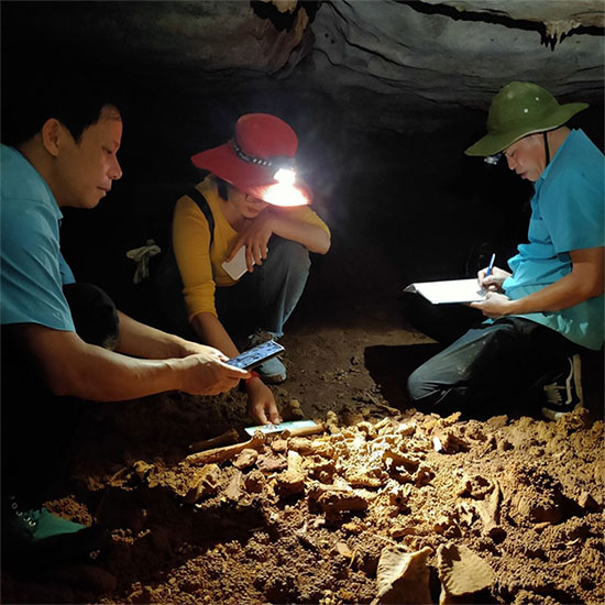 Phát hiện hóa thạch loài thú cổ trong hang động ở Vịnh Hạ Long