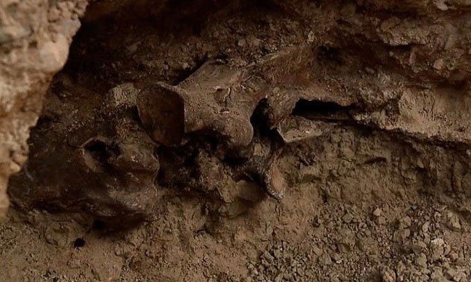 Phát hiện hóa thạch ngựa 14.000 năm tuổi khi xây bể bơi
