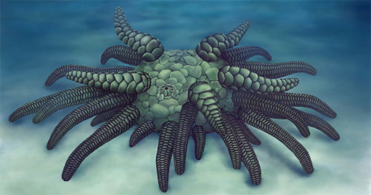 Phát hiện hoá thạch sinh vật biển cổ đại hoàn toàn mới
