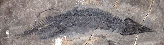 Phát hiện hóa thạch thằn lằn biển 200 triệu năm tuổi