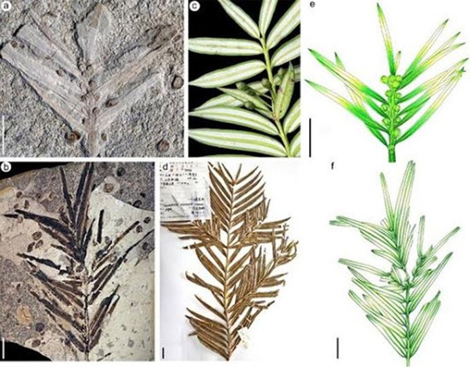 Phát hiện hóa thạch thực vật 160 triệu năm tuổi