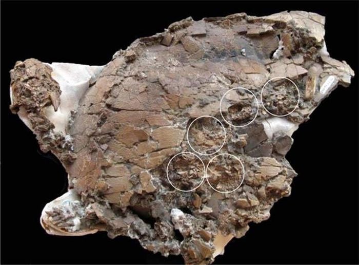 Phát hiện hóa thạch trứng 75 triệu năm tuổi trong cơ thể rùa mẹ