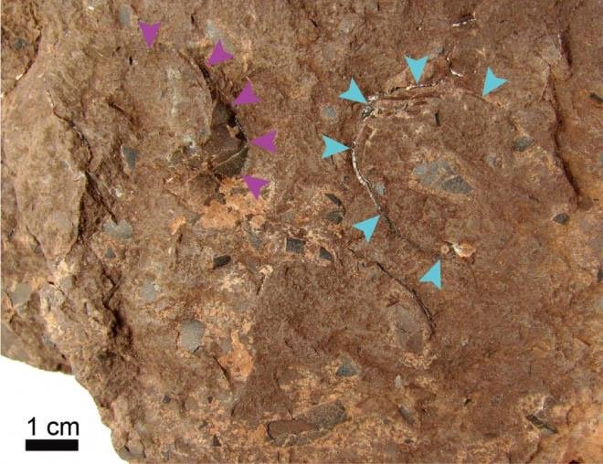Phát hiện hóa thạch trứng khủng long nhỏ nhất thế giới