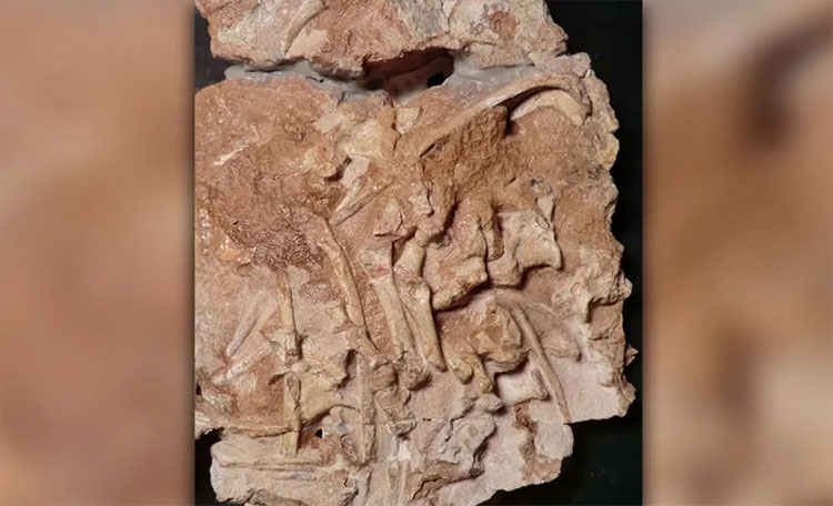 Phát hiện hoá thạch “vua thằn lằn” trước thời khủng long bạo chúa