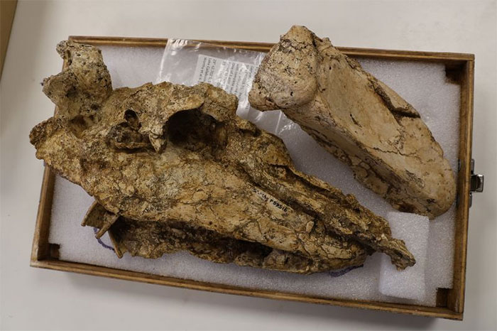 Phát hiện hộp sọ của chim sấm khổng lồ đã tuyệt chủng ở Úc
