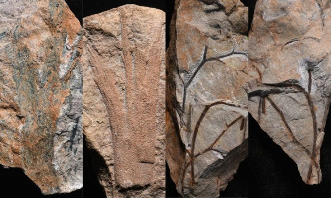 Phát hiện khu rừng hóa thạch cổ nhất thế giới ở Anh