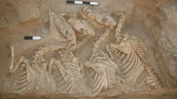 Phát hiện Kunga 4.500 tuổi, quái vật đầu tiên lai giữa 2 loài khác nhau