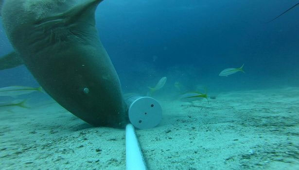 Phát hiện kỳ thú về các sát thủ đại dương: Bơi mỏi rồi, cá mập chuyển sang đi bộ dưới đáy biển