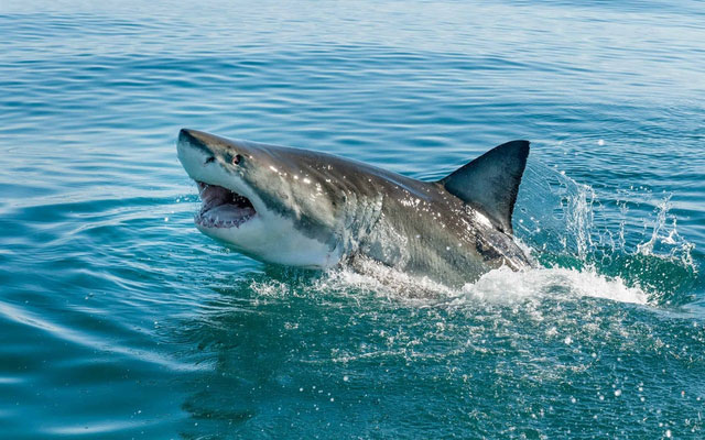 Phát hiện kỳ thú về các sát thủ đại dương: Bơi mỏi rồi, cá mập chuyển sang đi bộ dưới đáy biển