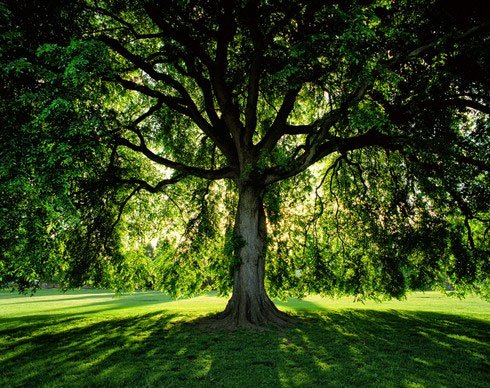 Phát hiện lá cây 6.000 năm tuổi gần như nguyên vẹn tại Anh