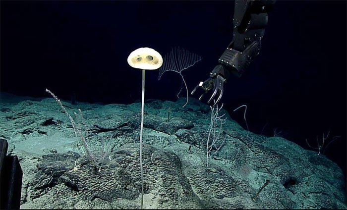 Phát hiện loài bọt biển thủy tinh mới giống như người ngoài hành tinh