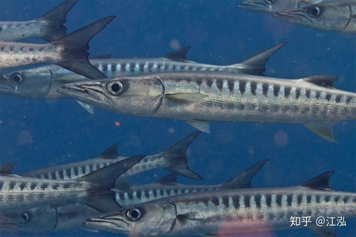 Phát hiện loài cá kiếm cổ đại với hàm răng sắc nhọn ngoại cỡ