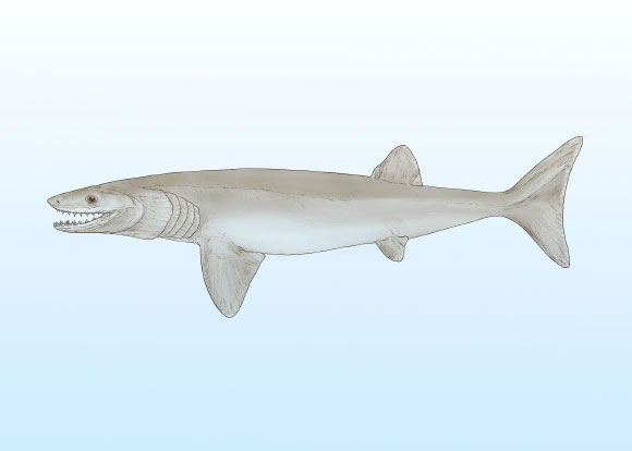 Phát hiện loài cá mập 324 triệu tuổi sinh ra từ cõi chết ở Mỹ