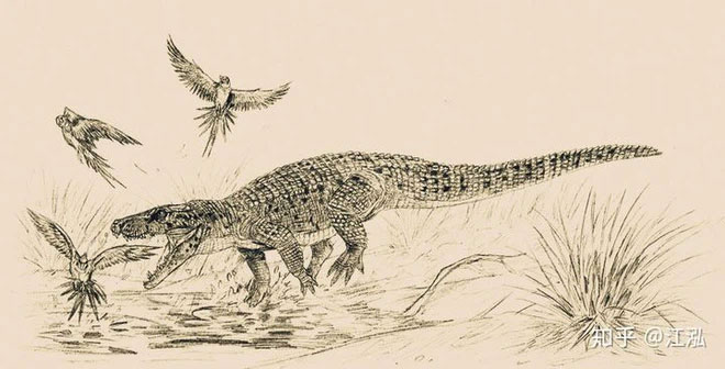 Phát hiện loài cá sấu cổ đại tại Australia có khả năng chạy nhanh trên cạn cách đây 40.000 năm