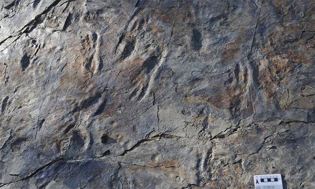 Phát hiện loài cá sấu tiền sử dài 3m đi bằng hai chân