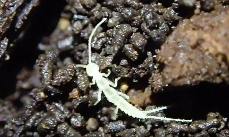 Phát hiện loài chân đốt mới trong hang động ngầm ở Canada