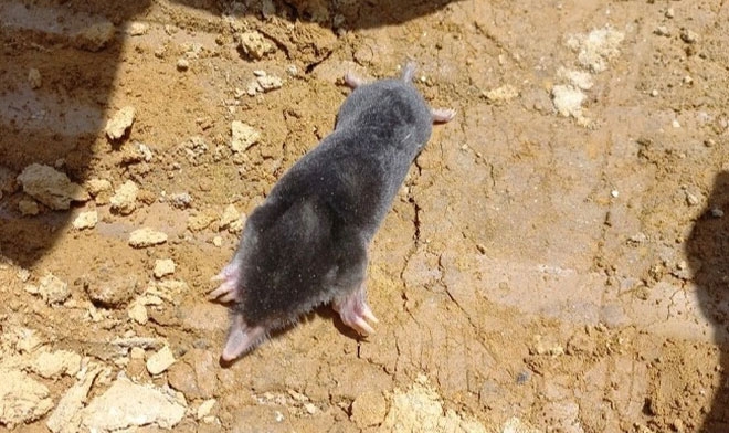 Phát hiện loài chuột chũi mới ở Tây Nguyên