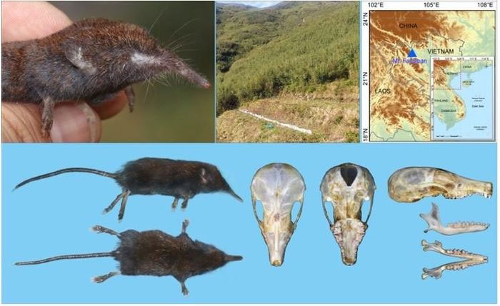 Phát hiện loài chuột chũi vòi mới trong Vườn quốc gia Hoàng Liên